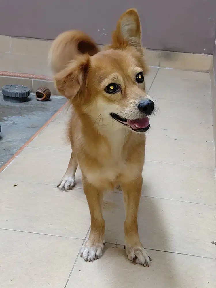 Dijual Anjing mix pom dan maltese warna coklat tua