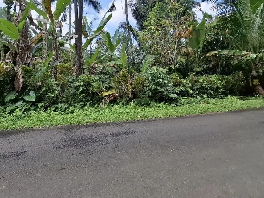 Kebun kopi luas 10 are di ketinggian 700 mdpl daerah pariwisata