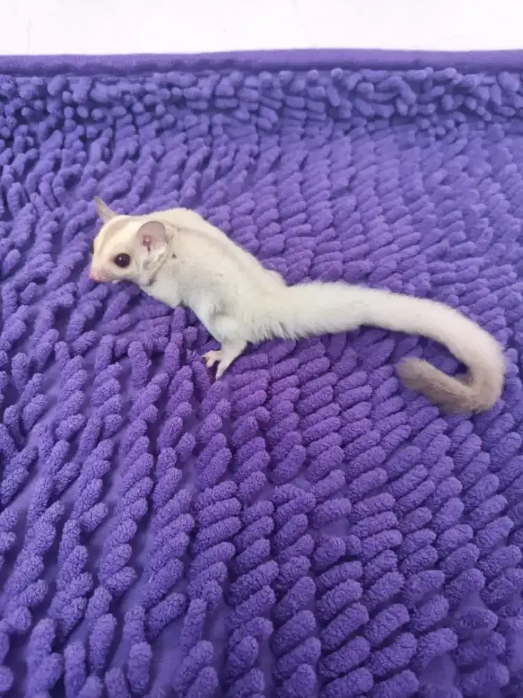 Dijual Sugar Glider Creamino Jantan