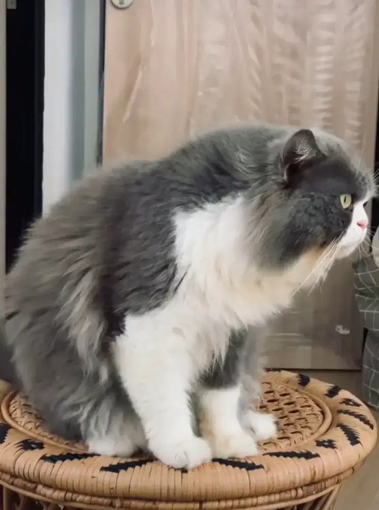 Kucing adult jantan persia