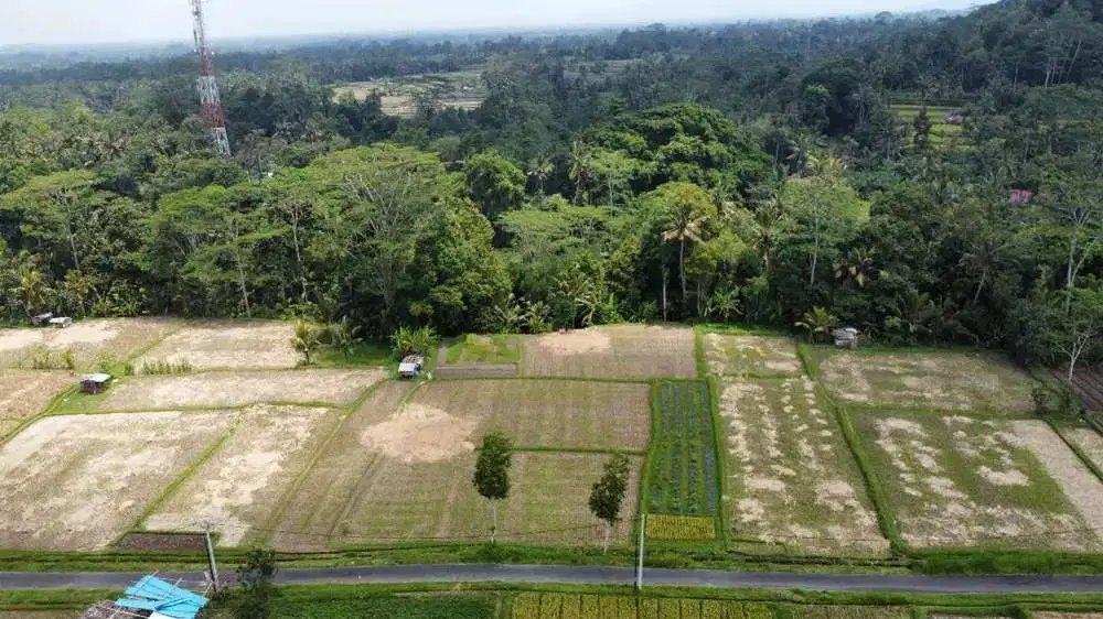 Disewa Tanah 10 Are View Sawah Jungle dan Sungai di Tampak Siring