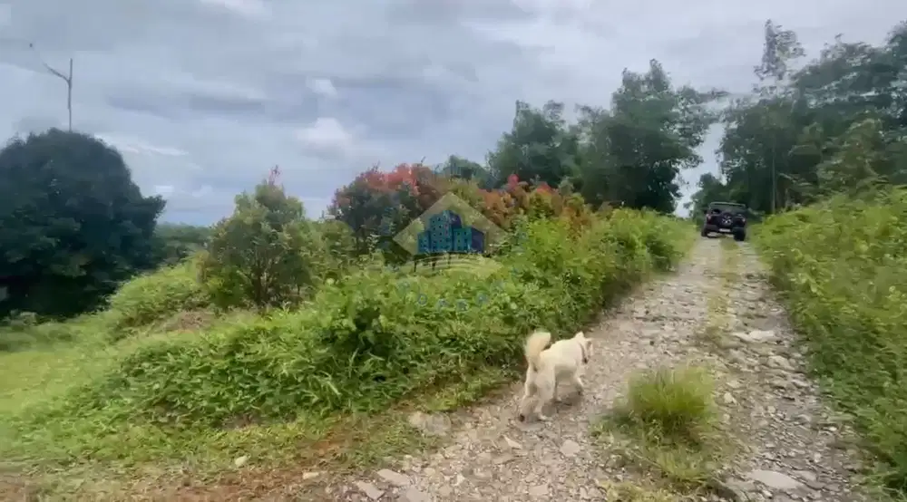 Jual Tanah Perkebunan dan Peternakan di Wirajaya, Jasinga, Bogor