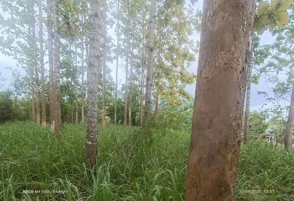 Tanah isi pohon jati di Taktakan kota serang banten