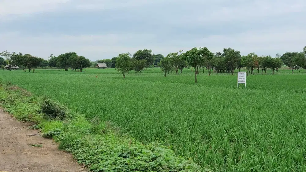 DIJUAL TANAH MURAH 11.000M DIMAJALENGKA KERTAJATI JAWA BARAT