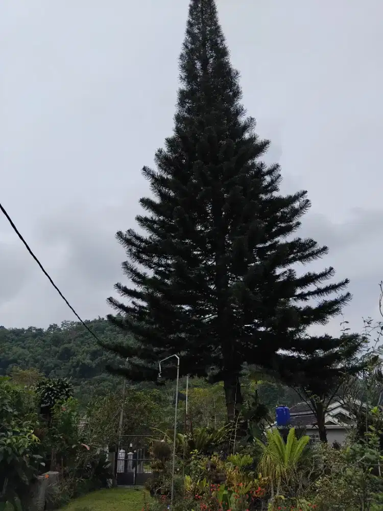 Kayu cemara besi