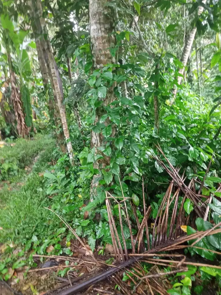Tanah 15 Are di Raya Kelusa Payangan Gianyar Dekat Ubud Bresela Keliki