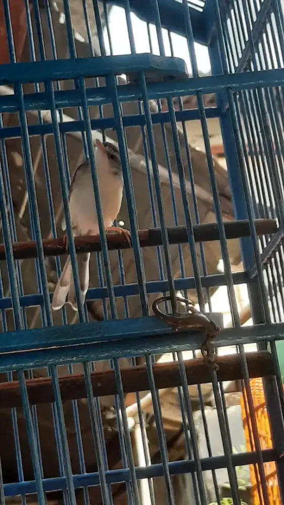 Jual ciblek sawah rajin ngoceh jinlat