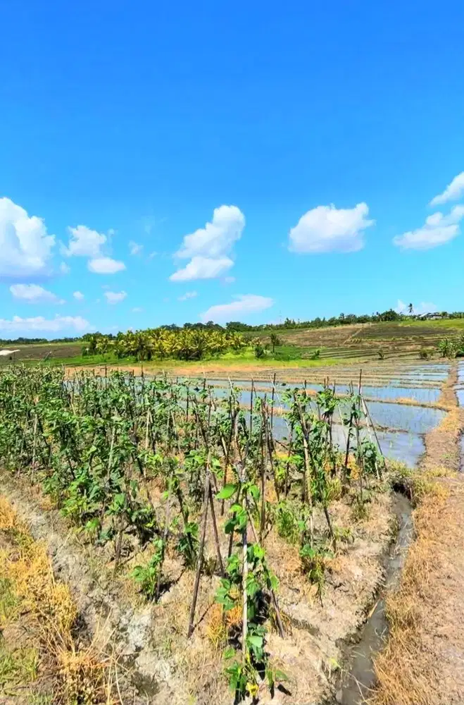 Tanah 45 Are View Sawah Di Tibu Biyu Dkt Pantai Pasut Tabanan Bali
