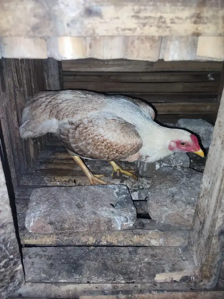 Ayam biang kampung asli