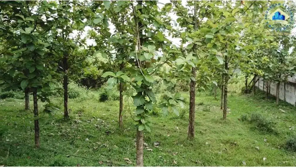 Jual Tanah Ex. Ternak Sapi Di Ds. Guradog, Rangkas Bitung - Lebak