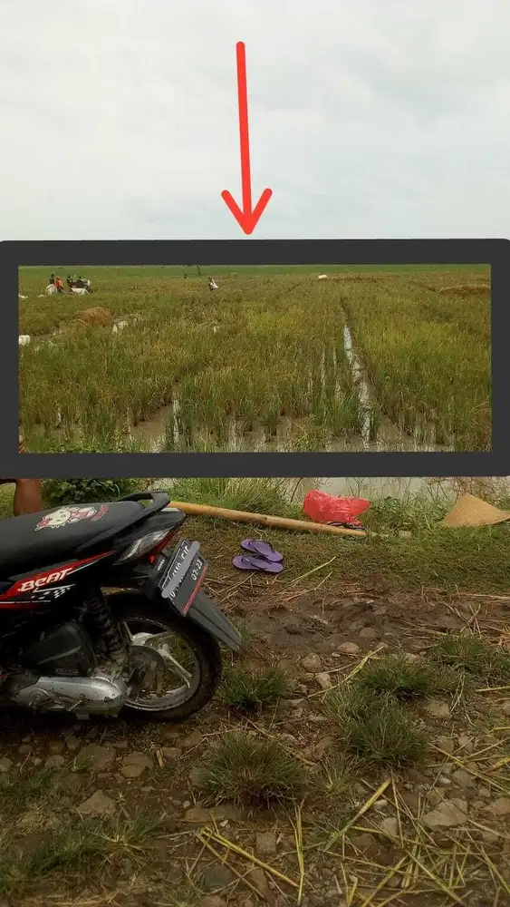 Tanah KP. Pulotri Sukatani Bekasi Luas 7.500 Rp. 120 Rb /M SHM