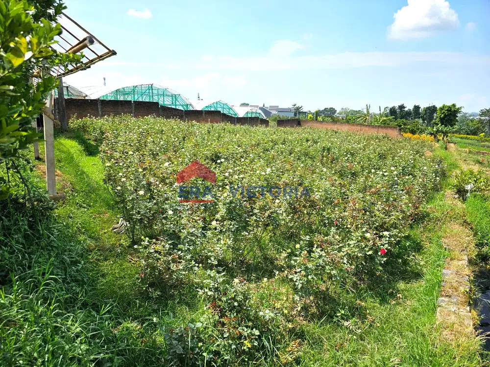 Dijual Tanah di Bumiaji Kota Batu Cocok Untuk Perkebunan, Cafe, Vila