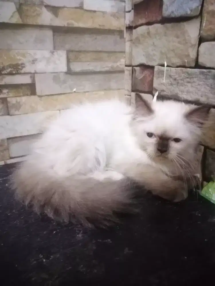 Kitten Himalaya face cemong, Betina 4 bulan