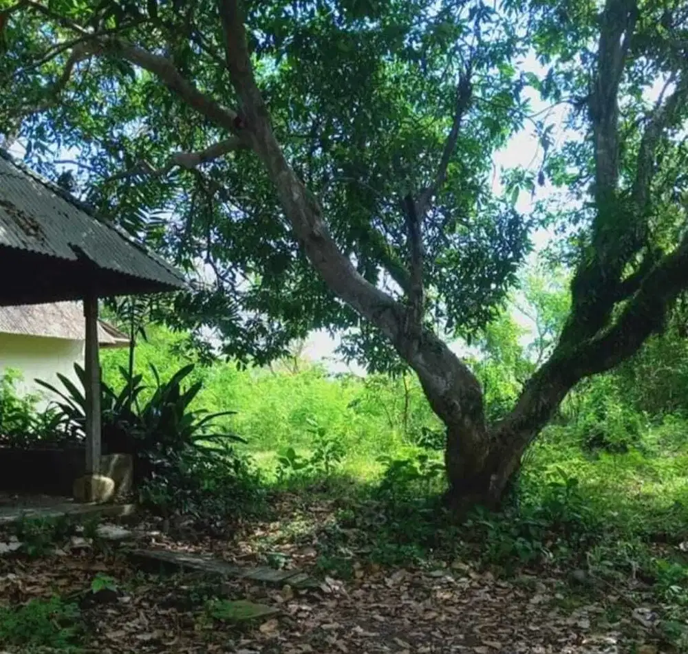 DIJUAL TANAH DI CANGGU KAWASAN KUTA, DIJUAL TANAH LUAS DI BADUNG UTARA BALI. - Thumbnail 2