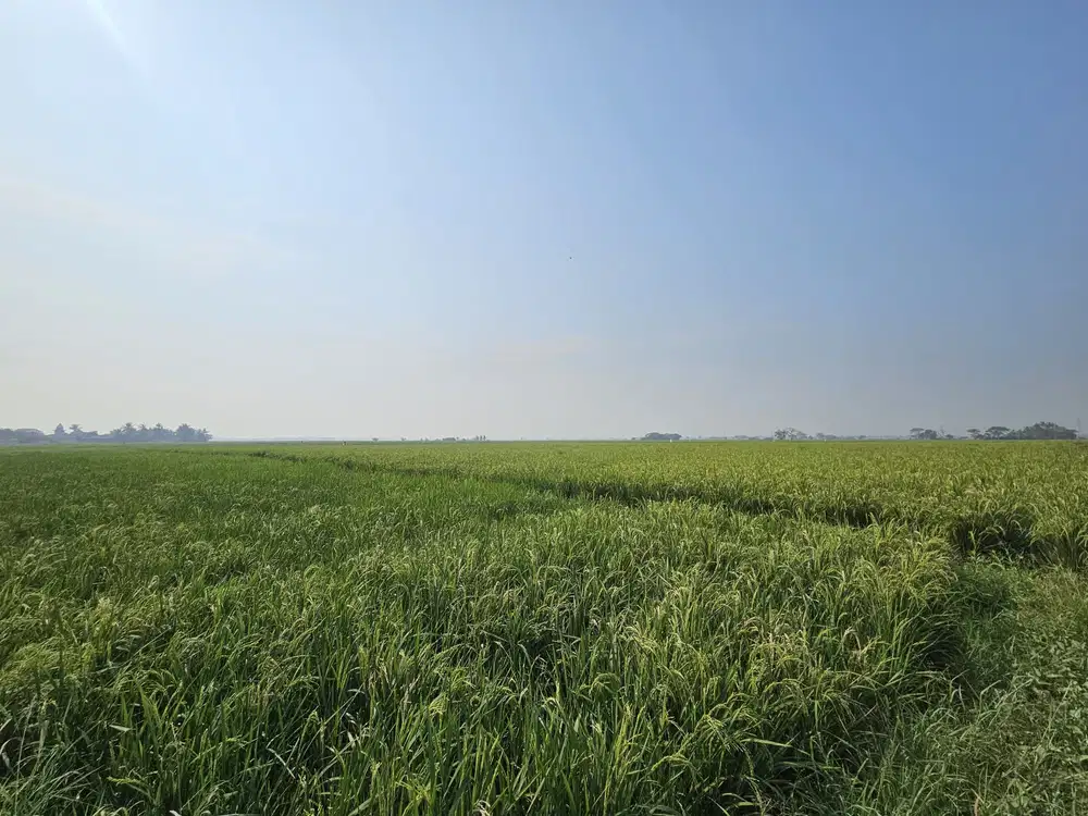 DIJUAL CEPAT LAHAN WILAYAH MAUK GUNUNG SARI TANGERANG