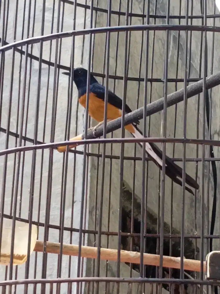 Burung Murai Batu