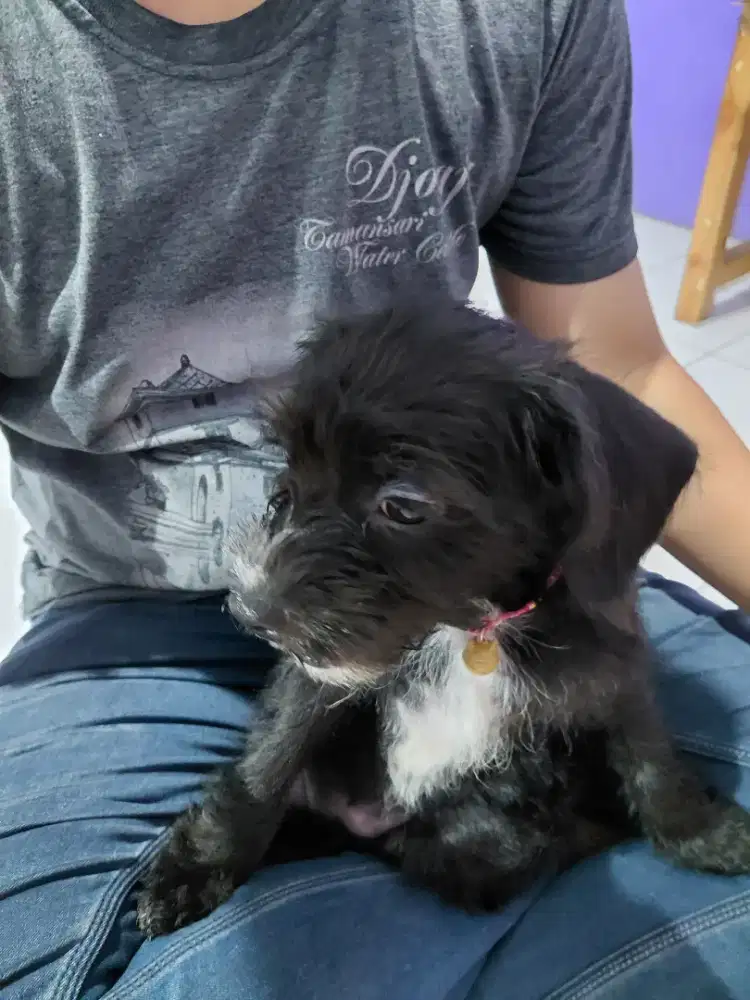 Anjing poodle x frenchie