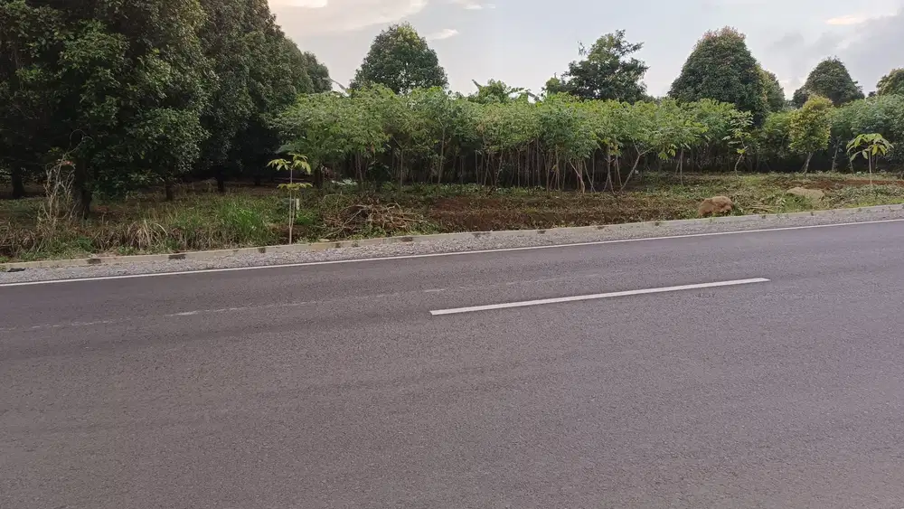 Tanah di jalan baru Cipari Cisantana Kuningan Jawa Barat