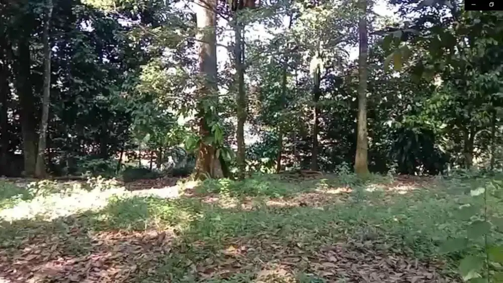 Dijual Tanah Kavling Luas 1000m2, Ada Kebun Durian Pasir Angin, Bogor