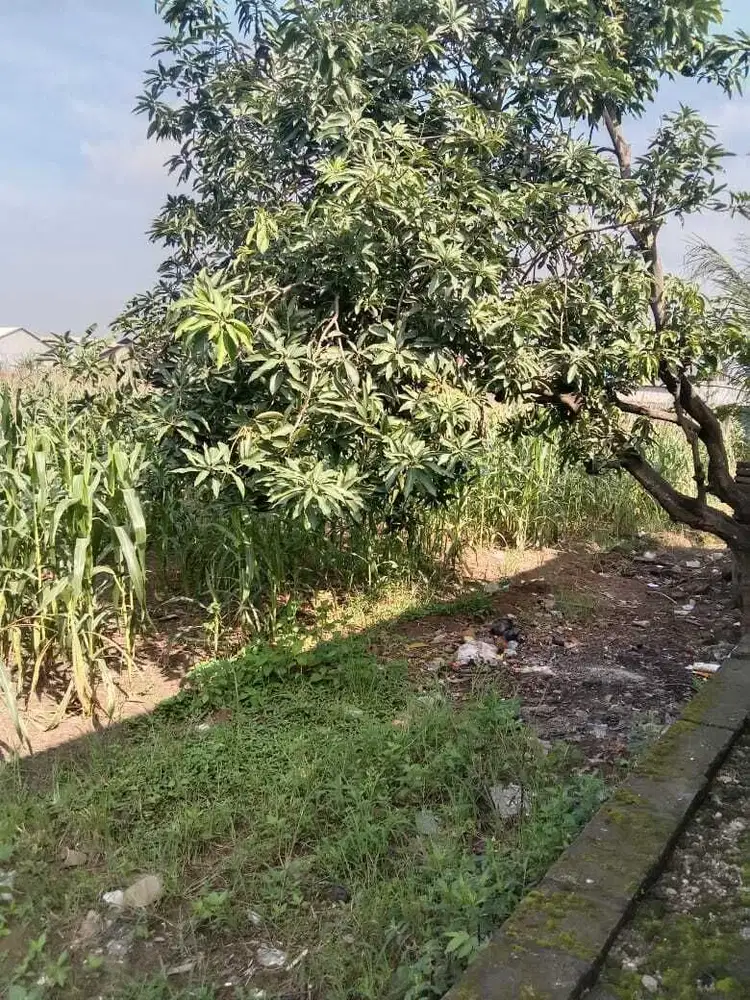 Dijual tanah di Gresik deket Pabrik Avian
