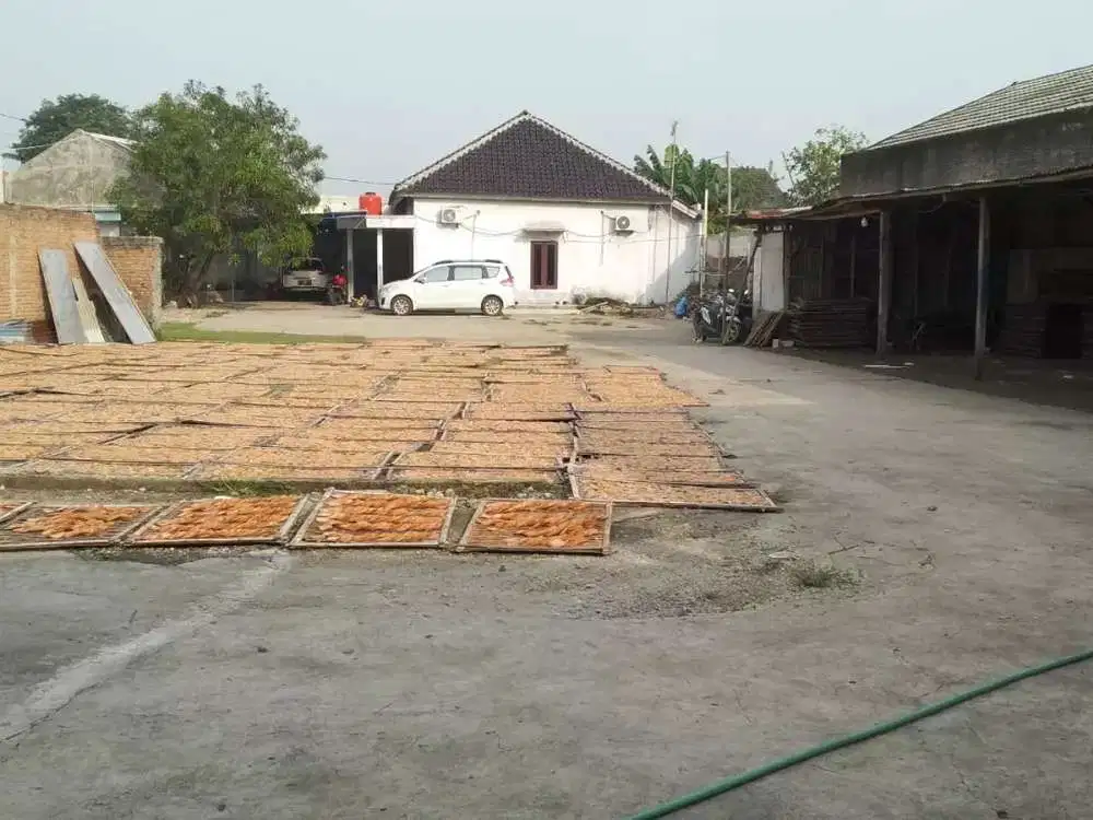 Pabrik Krupuk Udang sudah 10thn.