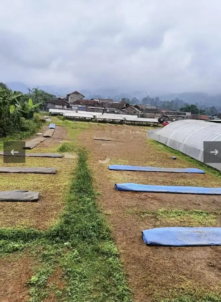 Di Jual Cepat Sebidang Tanah Cukup Luas Area Ciwidey Bandung