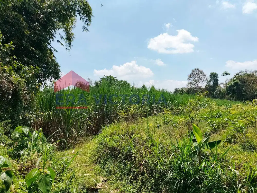 Tanah Strategis Dekat Wisata Gubuklakah Cocok untuk Argo Bisnis, Hotel