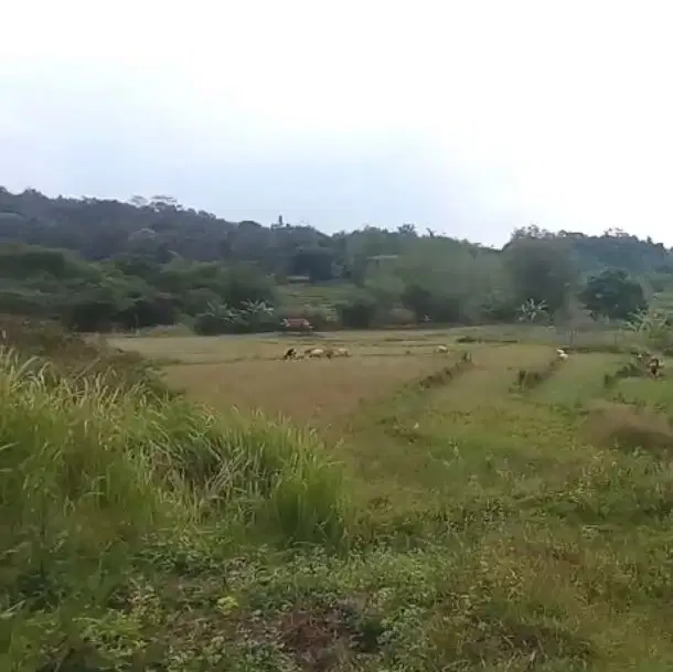 Dijual tanah perkebunan peternakan 3,5 M Purwakarta