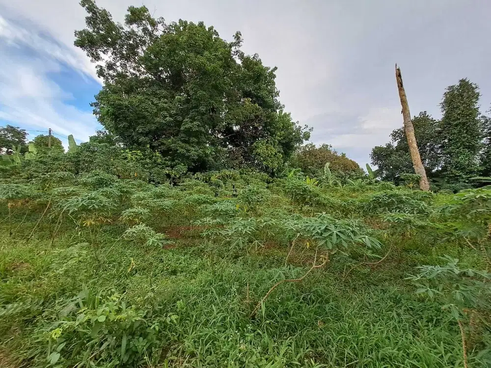 DIJUAL CEPAT TANAH  DIBAWAH NJOP GUNUNG SINDUR