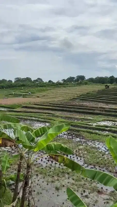 BUC TANAH VIEW SAWAH JALUR HIJAU PERERENAN