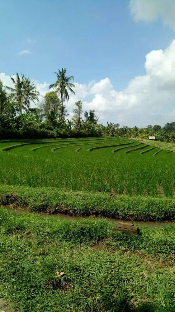 DIJUAL TANAH DENGAN VIEW MEMPESONA TABANAN