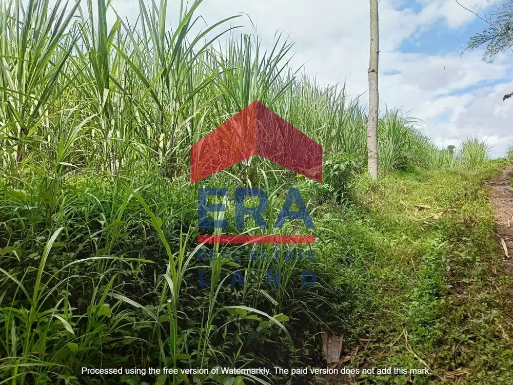 Dijual Tanah di Jalan Desa (Forrest) Araya Malang