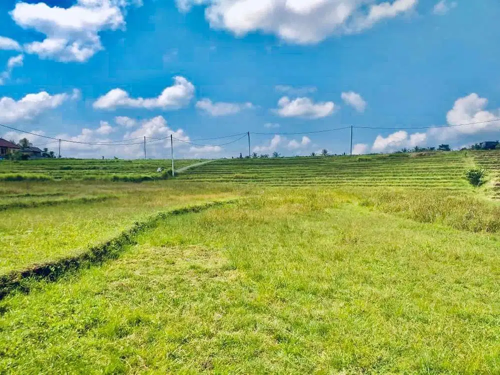 TANAH STRATEGIS VIEW SAWAH TABANAN