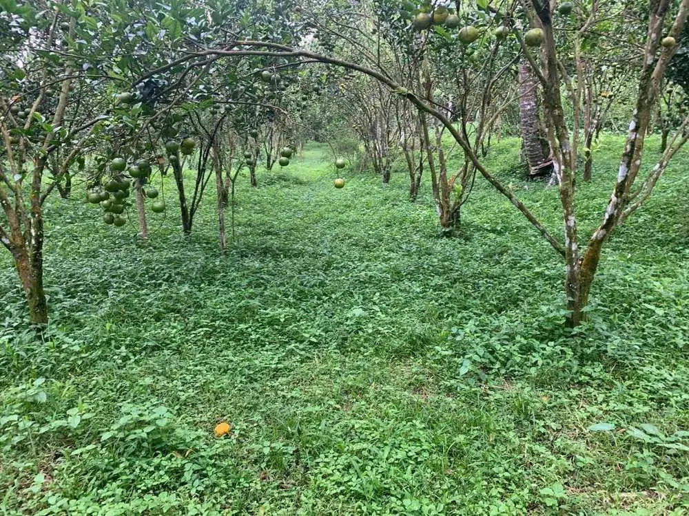Dijual Tanah Kebun Produktif Lokasi Ubud