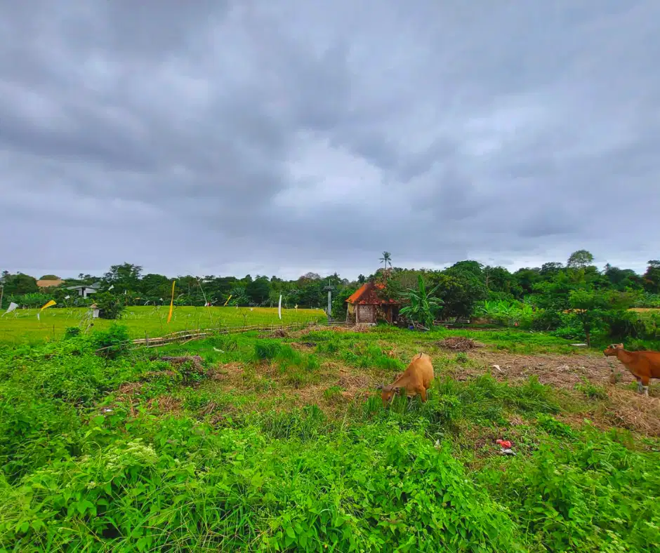 DIJUAL TANAH VIEW SAWAH LOKASI BERAWA CANGGU