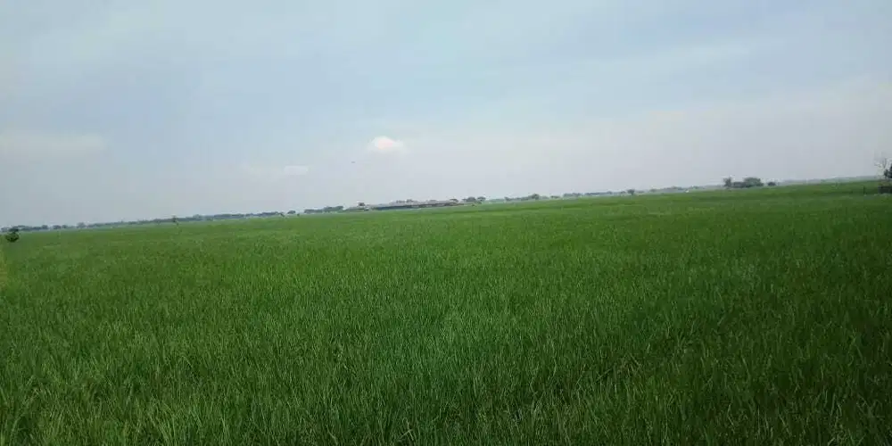 DIJUAL LAHAN SAWAH 1,9 HEKTAR SHM DI KABUPATEN BEKASI