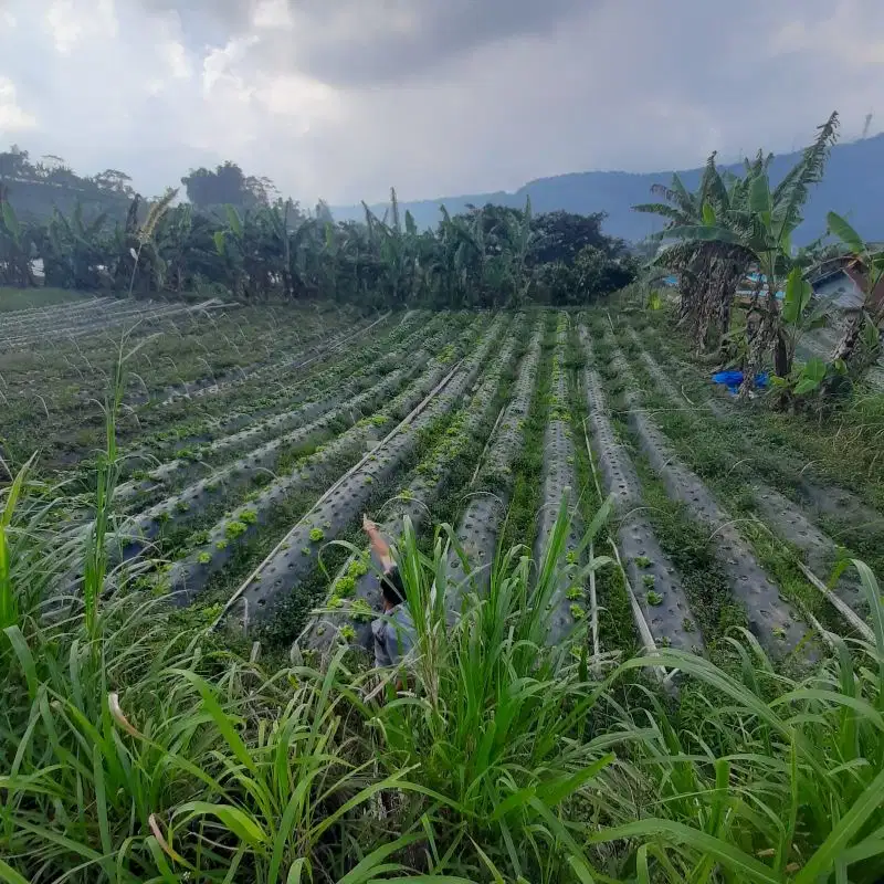 TANAH PREMIUM 1 HECKTAR LOKASI BEDUGUL BULELENG BALI