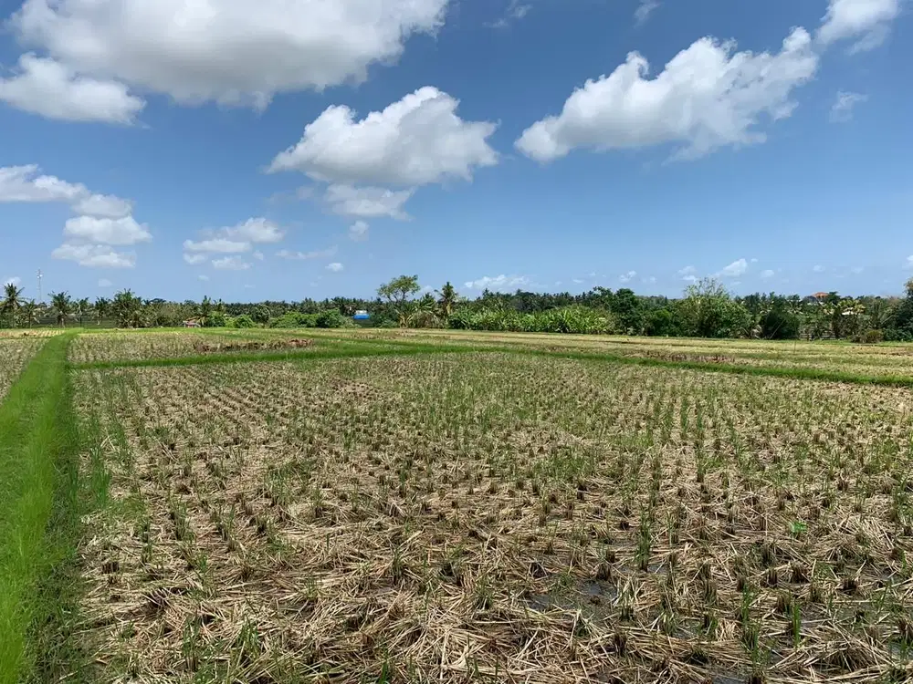 TANAH SANGAT LUAS DENGAN VIEW SAWAH LOKASI KEDIRI TABANAN