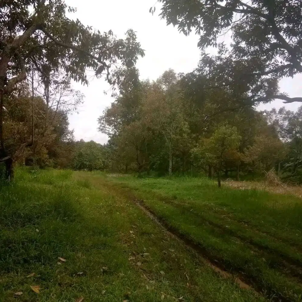 DIJUAL KEBUN DURIAN DI CIANJUR JAWA BARAT Konstrur tanah rata