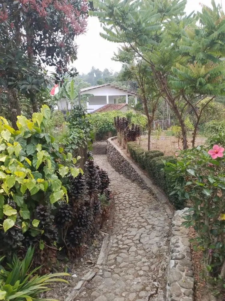 Dijual murah kebun dan rumah puncak Gadog SHM