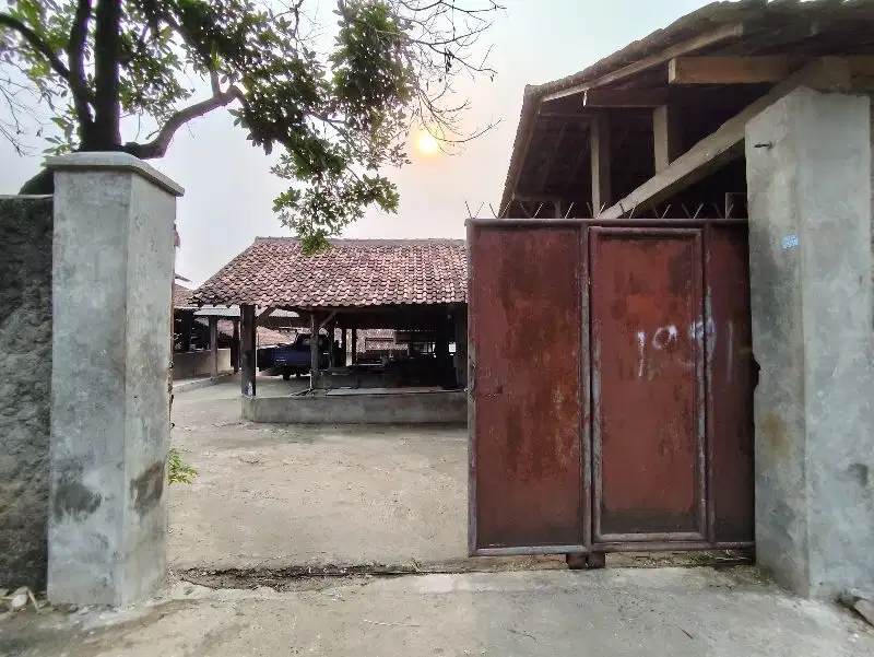 Lahan Peternakan Sapi dan Usaha nya di Cipayung Jaktim