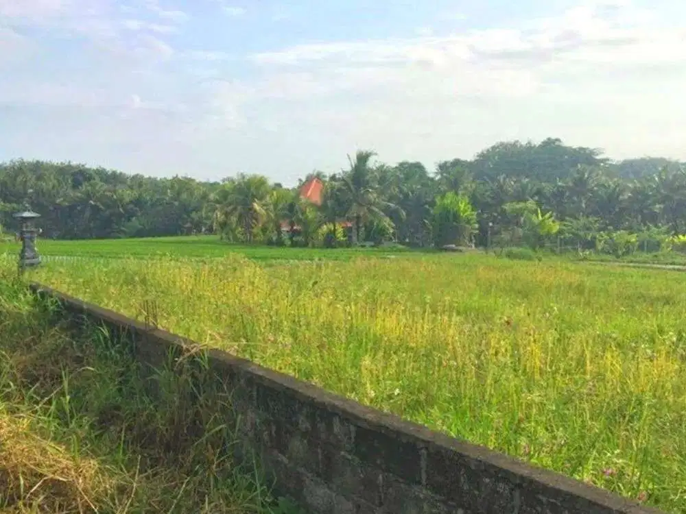 DIJUAL TANAH VIEW SAWAH KAWASAN VILLA