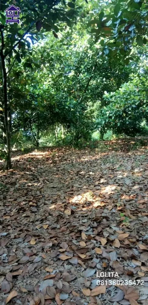 Jual Tanah Kebun Luas 6,8Ha Bisa Dibeli Separuh Luasan di Tanjungsari Bogor