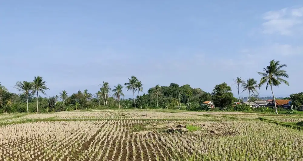 Tanah Luas 1,26 Hektar cocok untuk Perumahan dan Komersial lainnya