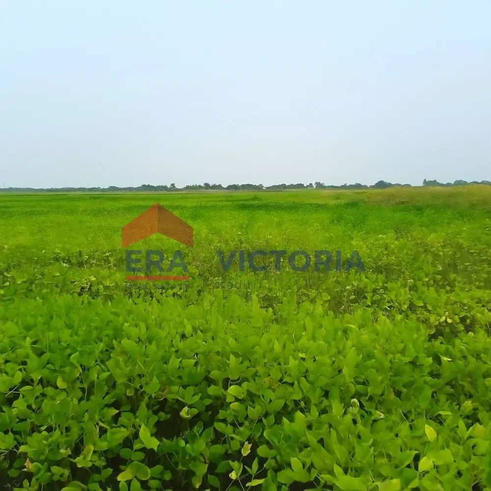 Tanah Jual di Sarirejo Lamongan 6878m2