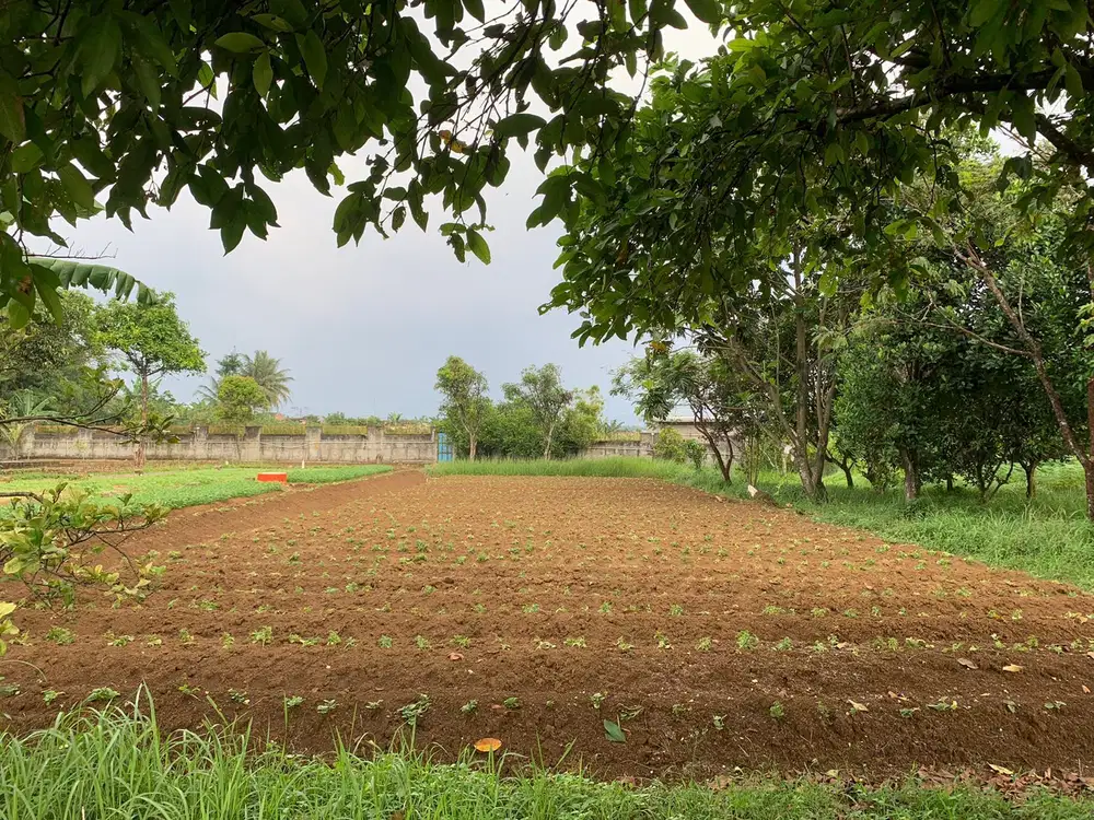 DIJUAL CEPAT LAHAN PERTANIAN DI CIMANGGU CIBUNGBULANG BOGOR