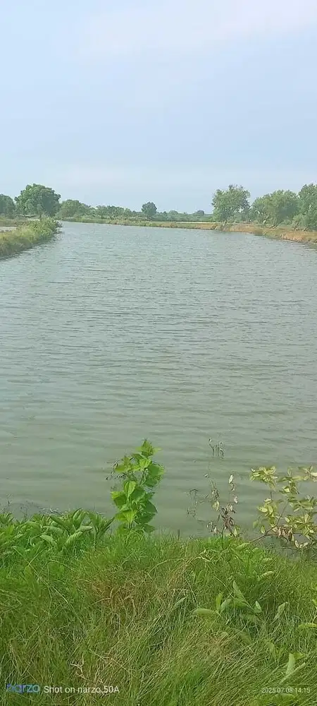 Tambak udang  aktif bangil pasuruan
