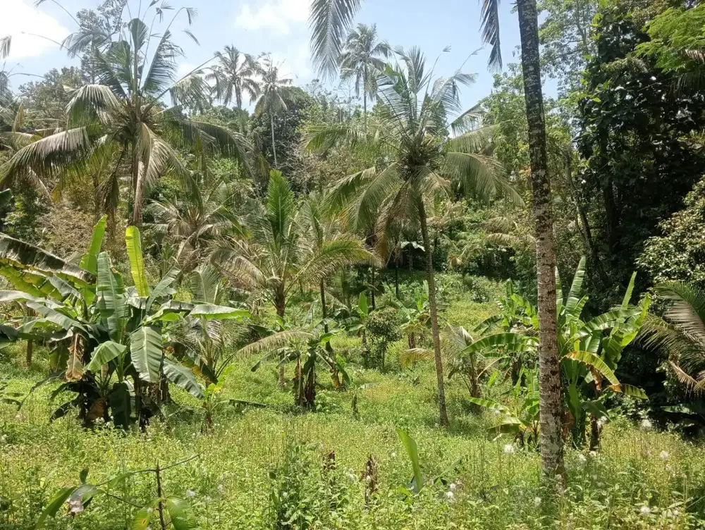 Dijual tanah kebun murah di selemadeg barat,kab tabanan bali