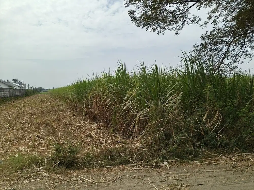 Tanah Industri Murah dan Strategis di Jombang