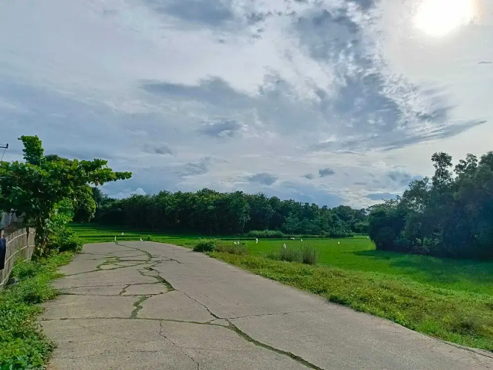 Investasi Untung di Cibarusa View: Kavling Produktif dengan Lingkungan